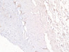 45-606 Negative Control showing staining of paraffin embedded Human Kidney, with no primary antibody.