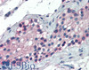 45-608 (5ug/ml) staining of paraffin embedded Human Testis. Steamed antigen retrieval with Tris/EDTA buffer pH 9, AP-staining.