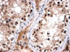 45-613 (2ug/ml) staining of paraffin embedded Human Testis. Steamed antigen retrieval with citrate buffer pH 6, HRP-staining. <strong>This data is from a previous batch, not on sale.</strong>