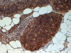 45-619 (4ug/ml) staining of paraffin embedded Human Thymus. Steamed antigen retrieval with citrate buffer pH 6, HRP-staining.