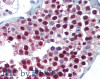45-624 (5ug/ml) staining of paraffin embedded Human Testis. Steamed antigen retrieval with citrate buffer pH 6, AP-staining. <strong>This data is from a previous batch, not on sale.</strong>