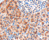 45-636 (1ug/ml) staining of Human Pancreas lysate (35ug protein in RIPA buffer) . Detected by chemiluminescence.