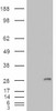 45-637 (5ug/ml) staining of paraffin embedded Human Testis. Steamed antigen retrieval with citrate buffer pH 6, AP-staining.