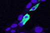 45-645 (0.5ug/ml) staining of K562 cell lysate (35ug protein in RIPA buffer) . Primary incubation was 1 hour. Detected by chemiluminescence.