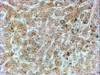 45-649 (2ug/ml) staining of paraffin embedded Human Liver. Steamed antigen retrieval with citrate buffer pH 6, HRP-staining.