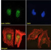 45-657 (1ug/ml) staining of K562 nuclear cell lysate (A) and negative control Human Hippocampus (B) lysate (35ug protein in RIPA buffer) . Detected by chemiluminescence.