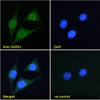 45-657 Immunofluorescence analysis of paraformaldehyde fixed HeLa cells, permeabilized with 0.15% Triton. Primary incubation 1hr (10ug/ml) followed by Alexa Fluor 488 secondary antibody (2ug/ml) , showing nuclear staining. Actin filaments were stained wit