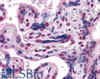 45-659 (0.1ug/ml) staining of Jurkat cell lysate (35ug protein in RIPA buffer) . Detected by chemiluminescence.