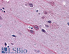 45-659 (3.75ug/ml) staining of paraffin embedded Human Placenta. Steamed antigen retrieval with citrate buffer pH 6, AP-staining.
