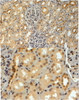 45-667 (4ug/ml) staining of paraffin embedded Human Kidney. Steamed antigen retrieval with citrate buffer pH 6, HRP-staining.