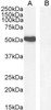 45-668 (5ug/ml) staining of paraffin embedded Human Kidney. Steamed antigen retrieval with citrate buffer pH 6, AP-staining.