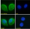 45-674 Negative Control showing staining of paraffin embedded Human Lymph Node, with no primary antibody.