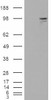 45-695 (0.3ug/ml) staining of Human Pancreas lysate (35ug protein in RIPA buffer) . Detected by chemiluminescence.