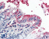 45-699 (20ug/ml) staining of PFA-perfused cryosection of Porcine Kidney. Microwave antigen retrieval with citrate buffer pH 3, CY3-staining. Data obtained from Dr. Hrvoje Brzica, University of Zagreb, Croatia.