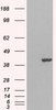 HEK293 overexpressing GRAP2 and probed with 45-705 (mock transfection in first lane) .