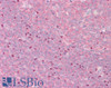 45-706 (3.75ug/ml) staining of paraffin embedded Human Tonsil. Steamed antigen retrieval with citrate buffer pH 6, AP-staining.