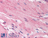 45-731 (4ug/ml) staining of paraffin embedded Human Colon. Steamed antigen retrieval with citrate buffer pH 6, HRP-staining.