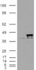 45-735 (4ug/ml) staining of paraffin embedded Human Testis. Steamed antigen retrieval with citrate buffer pH 6, HRP-staining.