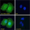 46-784 (2.5ug/ml) staining of paraffin embedded Human Lung. Steamed antigen retrieval with citrate buffer pH 6, AP-staining.