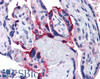 45-767 (4ug/ml) staining of paraffin embedded Human Colon. Steamed antigen retrieval with citrate buffer pH 9, HRP-staining.<strong>This data is from a previous batch, not on sale.</strong>