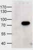 45-778 (0.5μg/ml) staining of Mouse Bone Marrow (wildtype first lane, KO second lane) lysates (35μg protein in RIPA buffer) . Primary incubation was overnight at 4C Detected with chemiluminescence. Data obtained from anonymous customer