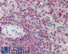 45-791 (0.03ug/ml) staining of Daudi cell lysate (35ug protein in RIPA buffer) . Detected by chemiluminescence.