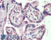 45-793 (2.5ug/ml) staining of paraffin embedded Human Heart. Steamed antigen retrieval with citrate buffer pH 6, AP-staining.