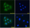 45-798 Immunofluorescence analysis of paraformaldehyde fixed U2OS cells, permeabilized with 0.15% Triton. Primary incubation 1hr (10ug/ml) followed by Alexa Fluor 488 secondary antibody (4ug/ml) , showing nuclear staining. The nuclear stain is DAPI (blue)