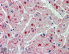 45-807 (0.5ug/ml) staining of Human Kidney lysate (35ug protein in RIPA buffer) . Primary incubation was 1 hour. Detected by chemiluminescence.