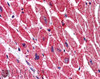 45-813 (5ug/ml) staining of paraffin embedded Human Heart. Steamed antigen retrieval with citrate buffer pH 6, AP-staining.<strong>This data is from a previous batch, not on sale.</strong>