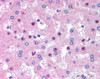 45-830 Immunofluorescence analysis of paraformaldehyde fixed HeLa cells, permeabilized with 0.15% Triton. Primary incubation 1hr (10ug/ml) followed by Alexa Fluor 488 secondary antibody (2ug/ml) , showing plasma membrane staining. The nuclear stain is DAP