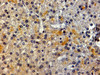 45-846 (1ug/ml) staining of HepG2 lysate (35ug protein in RIPA buffer) . Detected by chemiluminescence.
