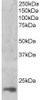 45-856 (1ug/ml) staining of nuclear HeLa lysate (35ug protein in RIPA buffer) . Primary incubation was 1 hour. Detected by chemiluminescence.