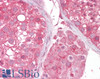 45-873 (2.5ug/ml) staining of paraffin embedded Human Testis. Steamed antigen retrieval with citrate buffer pH 6, AP-staining.