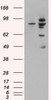 45-878 (0.3ug/ml) staining of Human Liver lysate (35ug protein in RIPA buffer) . Primary incubation was 1 hour. Detected by chemiluminescence.