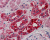 45-887 (5ug/ml) staining of paraffin embedded Human Kidney. Steamed antigen retrieval with citrate buffer pH 6, AP-staining.