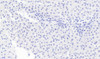 45-896 (0.5ug/ml) staining of Human Frontal Cortex (A) and Mouse Adipose (B) lysates (35ug protein in RIPA buffer) . Detected by chemiluminescence.