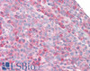 45-900 (3.75ug/ml) staining of paraffin embedded Human Tonsil. Steamed antigen retrieval with citrate buffer pH 6, AP-staining.