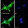 45-954 Immunofluorescence analysis of paraformaldehyde fixed U2OS cells, permeabilized with 0.15% Triton. Primary incubation 1hr (10ug/ml) followed by Alexa Fluor 488 secondary antibody (2ug/ml) , showing strong nuclear and weak cytoplasmic staining. The