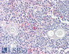 45-955 (5ug/ml) staining of paraffin embedded Human Cortex. Steamed antigen retrieval with citrate buffer pH 6, AP-staining.