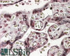 45-964 (3.8ug/ml) staining of paraffin embedded Human Placenta. Steamed antigen retrieval with citrate buffer pH 6, AP-staining.
