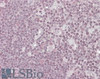 45-968 (3.8ug/ml) staining of paraffin embedded Human Thymus. Steamed antigen retrieval with citrate buffer pH 6, AP-staining.