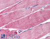 45-978 (5ug/ml) staining of paraffin embedded Human Placenta. Steamed antigen retrieval with citrate buffer Ph 6, AP-staining.