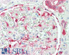 45-981 (5ug/ml) staining of paraffin embedded Human Kidney. Steamed antigen retrieval with citrate buffer pH 6, AP-staining.