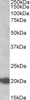 45-982 (2.5ug/ml) staining of paraffin embedded Human Small Intestine. Steamed antigen retrieval with citrate buffer pH 6, AP-staining.