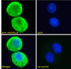 45-999 (0.1ug/ml) staining of Human Amygdala lysate (35ug protein in RIPA buffer) . Primary incubation was 1 hour. Detected by chemiluminescence.