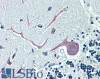 46-106 (5ug/ml) staining of paraffin embedded Human Cerebellum. Steamed antigen retrieval with citrate buffer pH 6, AP-staining.