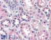 46-144 (2ug/ml) staining of paraffin embedded Human Cerebral Cortex. Steamed antigen retrieval with citrate buffer pH 6, AP-staining.