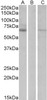 46-148 Flow cytometric analysis of paraformaldehyde fixed Jurkat cells (blue line) , permeabilized with 0.5% Triton. Primary incubation 1hr (10ug/ml) followed by Alexa Fluor 488 secondary antibody (1ug/ml) . IgG control: Unimmunized goat IgG (black line) f