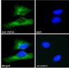 46-153 Immunofluorescence analysis of paraformaldehyde fixed HeLa cells, permeabilized with 0.15% Triton. Primary incubation 1hr (10ug/ml) followed by Alexa Fluor 488 secondary antibody (2ug/ml) , showing cytoplasmic staining. The nuclear stain is DAPI (b